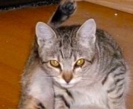 Name:  Loli Rasse:  Europäisch Kurzhaar Alter:  ca. 5 Monate Ort:  Essen...