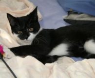 Merle und Malik Name: Merle, Merlin und Malik Rasse: Europäisch Kurzhaar Alter: ca. 5...