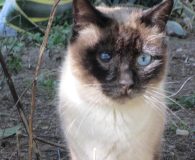 Name:  Murphy Rasse:  Siam Alter:  ca. 1,5 Jahre Ort:  Spanien Geschlecht:...