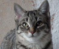 &nbsp; Name:  Pakita Rasse:  Europäisch/Britisch Kurzhaarmix Alter:  ca. 6 Monate Ort:...