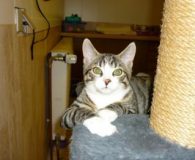 Percy Name: Percy Rasse: Europäisch Kurzhaar Alter: ca. 7 Monate Ort: Niederrhein...