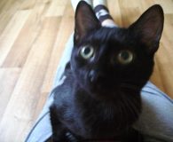 Name:  Raul Rasse:  Europäisch Kurzhaar/Siam Alter:  ca. 5 Monate Ort:  Wuppertal...
