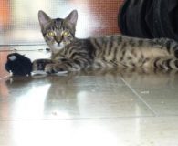 Timo und Shorty Name: Paulo, Timo und Shorty Rasse: Europäisch Kurzhaar Alter: ca. 6...