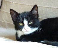 Name:  Feli Rasse:  Europäisch Kurzhaar Alter:  ca. 3 Monate Ort:  Göttingen...