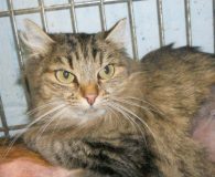 Name:  Julie Rasse:  Europäisch Kurzhaar/Norweger-Mix Alter:  ca. 1 Jahr Ort:  Spanien...