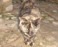 Nelly -reserviert- Name: Nelly Rasse: Europäisch Kurzhaar Alter: ca. 11 Monate Ort: Spanien...