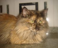Carey Name: Carey Rasse: EKH/Perser/Norweger Alter: ca. 8 Monate Ort: Spanien...