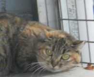 Name:  Jenny Rasse:  Europäisch Kurzhaar Alter:  ca. 3 Jahre Ort:  Spanien...
