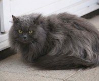 &nbsp; Name:  Minka Rasse: Perser-Kartäuser-Mix Alter:  ca. 7 Jahre Ort:  Bonn/Rheinbreitbach...