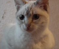 Uma Name: Uma Rasse: Siam-Mix Alter: ca. 6 Monate Ort: Lünen Geschlecht:...