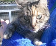 Drim Name: Drim Rasse: Europäisch Kurzhaar Alter: ca. 3 Jahre Ort: Spanien...