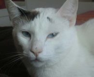 Name:  Frodo Rasse:  Siam-Mix Alter:  8 Monate Ort:  Dortmund Geschlecht:  männlich...