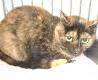 Name:  Jassy Rasse:  Europäisch Kurzhaar Alter: Ort:  Spanien Geschlecht:  weiblich Farbe:...