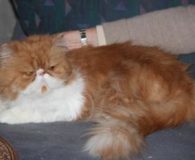Austin Name: Austin Rasse: Perser Alter: 8 Jahre Ort: Niederrhein Geschlecht: männlich...