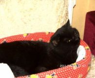 Ciara und Buffy Name: Ciara und Buffy Rasse: Britischkurzhaar-Mix Alter: 3 Jahre Ort: Niederrhein...