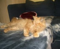 Charlie Name: Charlie Rasse: Perser Alter: ca. 1,5 Jahre Ort: Niederrhein Geschlecht:...