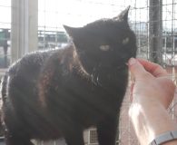 Colacao Name: Colacao Rasse: Europäisch Kurzhaar Alter: ca. 3-4 Jahre Ort: Spanien...