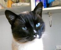 Name:  Derek Rasse:  Thai/Siam/Snowshoe-Mix Alter:  ca. 2,5 Jahre Ort:  Spanien/Apan Geschlecht:...