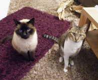 Notfall!!! Gin und Rosi verlieren mit 12 und 16 Jahren ihr Zuhause in Spanien!! Name: Gin und Rosi Rasse: Siam/Europäisch Kurzhaar Alter: 12 und 16...