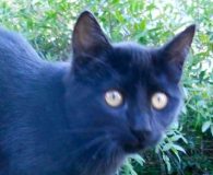 Name:  Lili Rasse:  Europäisch Kurzhaar Alter:  ca. 6 Monate Ort:  Spanien/...