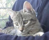 Nikita Name: Nikita Rasse: Europäisch Kurzhaar Alter: ca. 5 Monate Ort: Spanien/Apan...