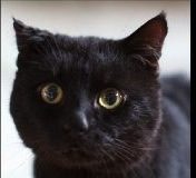 Name:  Pepe Rasse:  Europäisch Kurzhaar Alter:  ca. 4 Jahre Ort:  Moers...