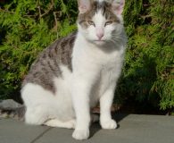 Dringend!!!!! Kater wird in Hennef vermisst!!!!! Der...