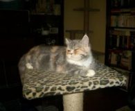 Queeny Name: Queeny Rasse: Exotic-Shorthair-Perser Alter: 4 Monate Ort: Niederrhein Geschlecht: weiblich...