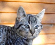 Name:  Thiago Rasse:  Europäisch Kurzhaar Alter:  ca. 5 Monate Ort:  Spanien/Apan...