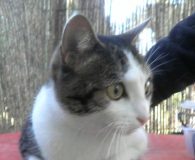 Turca Name: Turca Rasse: Europäisch Kurzhaar Alter: ca. 3 Jahre Ort: Spanien/Apan...