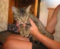 Willi Name: Willi Rasse: Europäisch Kurzhaar Alter: 10 Monate Ort: Niederrhein Geschlecht:...