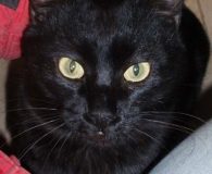 Caudy Name: Caudy Rasse: Europäisch Kurzhaar Alter: ca. 1 Jahr Ort: Spanien...
