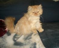 Emma Name: Emma Rasse: Perser Alter: 5 Monate Ort: Niederrhein Geschlecht: weiblich...