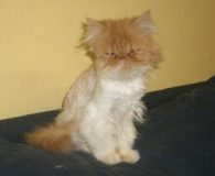 Sushi Name: Sushi Rasse: Perser Alter: 5 Monate Ort: Niederrhein Geschlecht: weiblich...