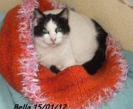 Bella Name: Bella Rasse: Europäisch Kurzhaar Alter: ca. 1,5 Jahre Ort: Kreta/Griechenland...