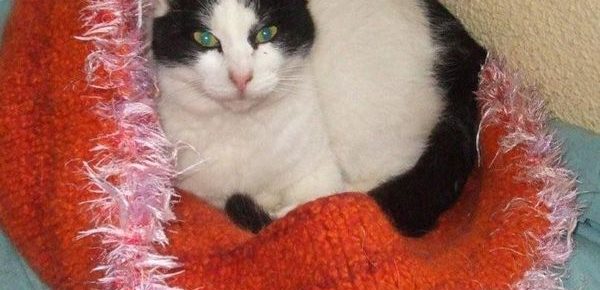 Name: Bella Rasse: Europäisch Kurzhaar Alter: ca. 1,5 Jahre Ort: Kreta/Griechenland...
