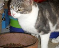 Name: Bounty Rasse:  Europäisch Kurzhaar Alter:  ca. 9 Monate Ort:  Kreta/Griechenland...