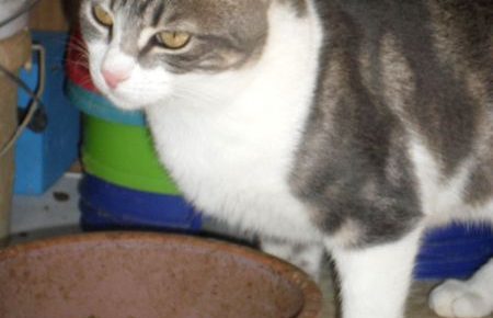 Name: Bounty Rasse:  Europäisch Kurzhaar Alter:  ca. 9 Monate Ort:  Kreta/Griechenland...