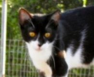 Carla Name: Carla Rasse: Europäisch Kurzhaar Alter: 1,5 Jahre Ort: Kreta/Griechenland Geschlecht:...
