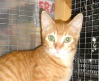 Carrie Name: Carrie Rasse: Europäisch Kurzhaar Alter: 5 Monate Ort: Kreta/Griechenland Geschlecht:...