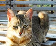 Celest Name: Celest Rasse: Europäisch Kurzhaar Alter: ca. 1 Jahr Ort: Kreta/Griechenland...