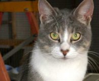 Dewey Name: Dewey Rasse: Europäisch Kurzhaar Alter: ca. 1 Jahr Ort: Kreta/Griechenland...