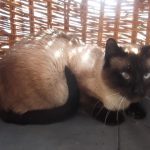 Gina2