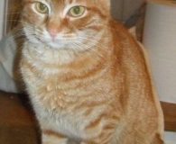 Grizelda Name: Grizelda Rasse: Europäisch Kurzhaar Alter: ca. 6 Monate Ort: Kreta/Griechenland...