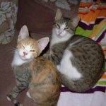 Lola_&_Stavros1 Lola_&_Stavros1