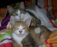 Lola Name: Lola Rasse: Europäisch Kurzhaar Alter: ca. 5-6 Monate Ort: 38536...