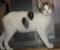 Name: Minto Rasse: Europäisch Kurzhaar Alter:  ca. 9 Monate Ort:  Kreta/Griechenland...