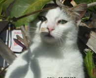 Mitsy Name: Mitsy Rasse: Europäisch Kurzhaar Alter: ca. 6 Monate Ort: Kreta/Griechenland...