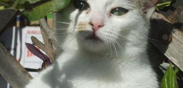 Name: Mitsy Rasse: Europäisch Kurzhaar Alter: ca. 5 Monate Ort: Kreta/Griechenland...
