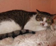 Nineta Name: Nineta Rasse: Europäisch Kurzhaar Alter: ca. 4 Jahre Ort: Spanien...